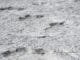Thousands of Dinosaur Footprints Thought to Be 200 Million Years Ago Have Been Discovered - Digital Media Engineering