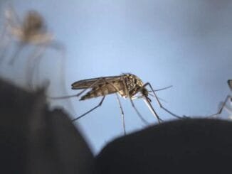 DNA Map of the Ecosystem was Extracted from Mosquitoes - Digital Media Engineering