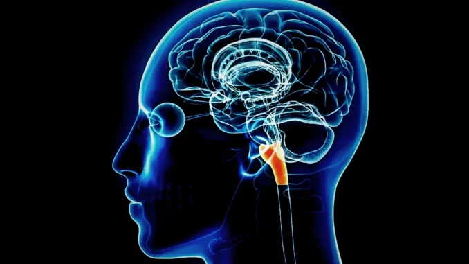 Researchers Create the Most Detailed 3D Atlas of the Brainstem - Digital Media Engineering