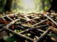 The Wisdom of Insects: 5 Lessons for Smarter Decision-Making - Digital Media Engineering